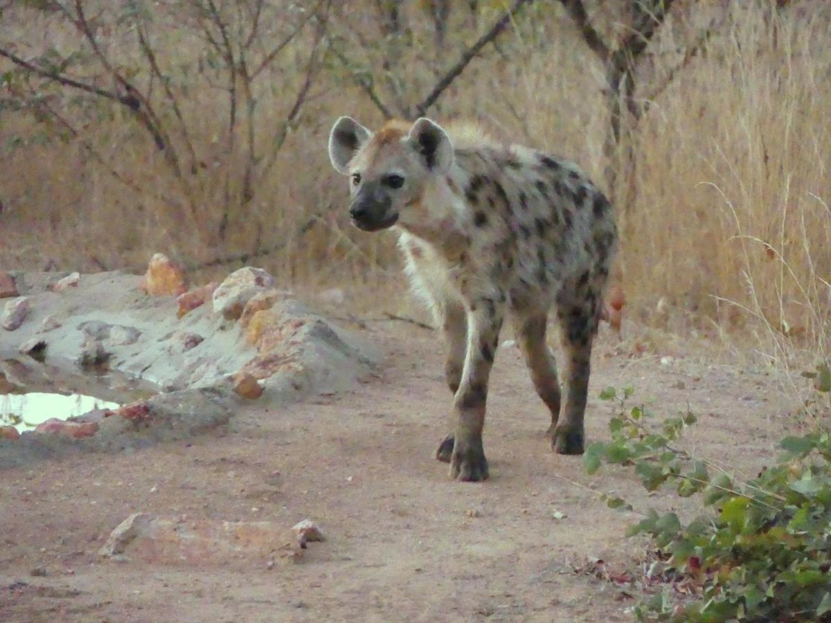 Bushvilla Umoja Kruger Phalaborwa Ngoại thất bức ảnh