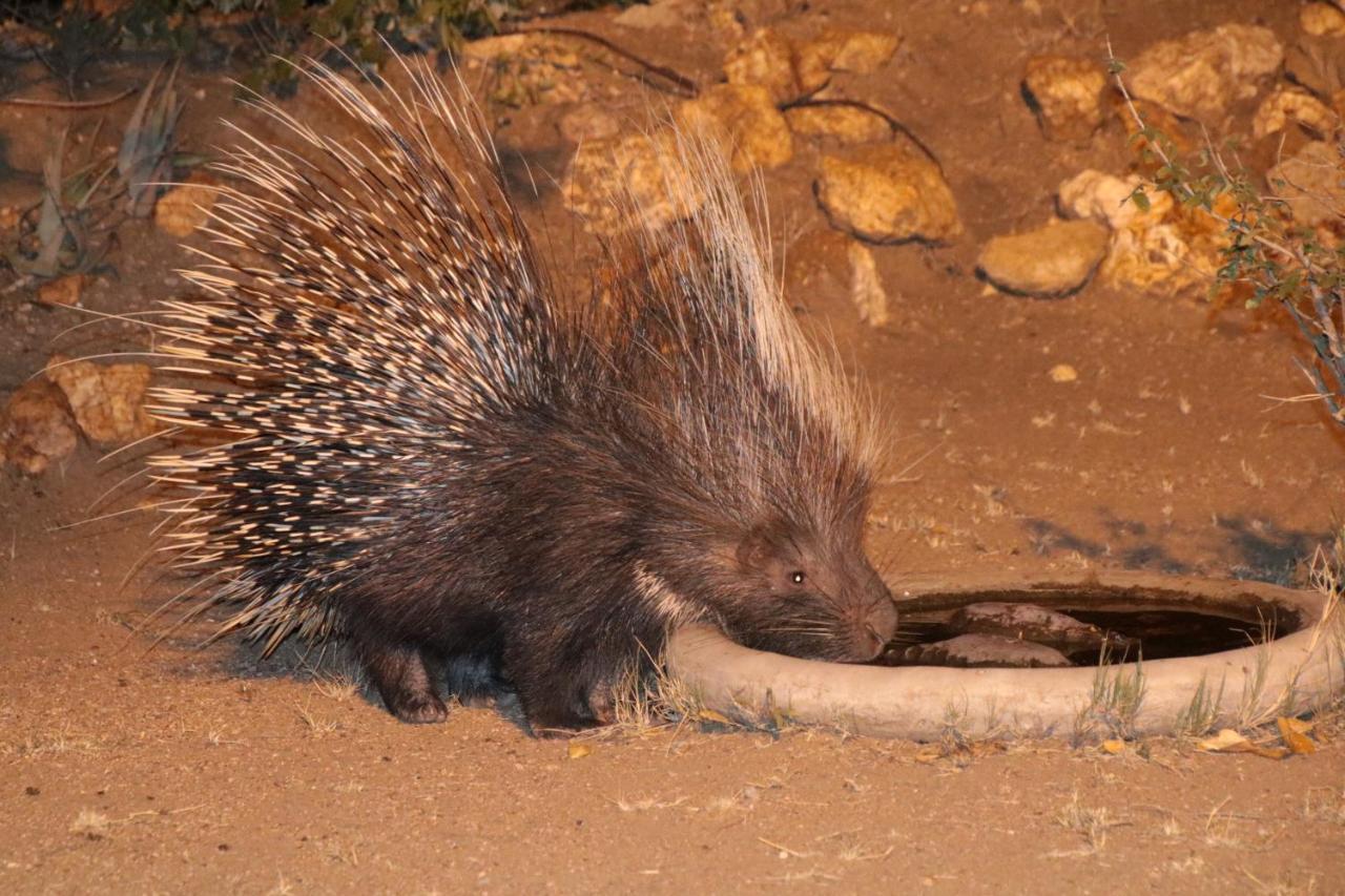 Bushvilla Umoja Kruger Phalaborwa Ngoại thất bức ảnh