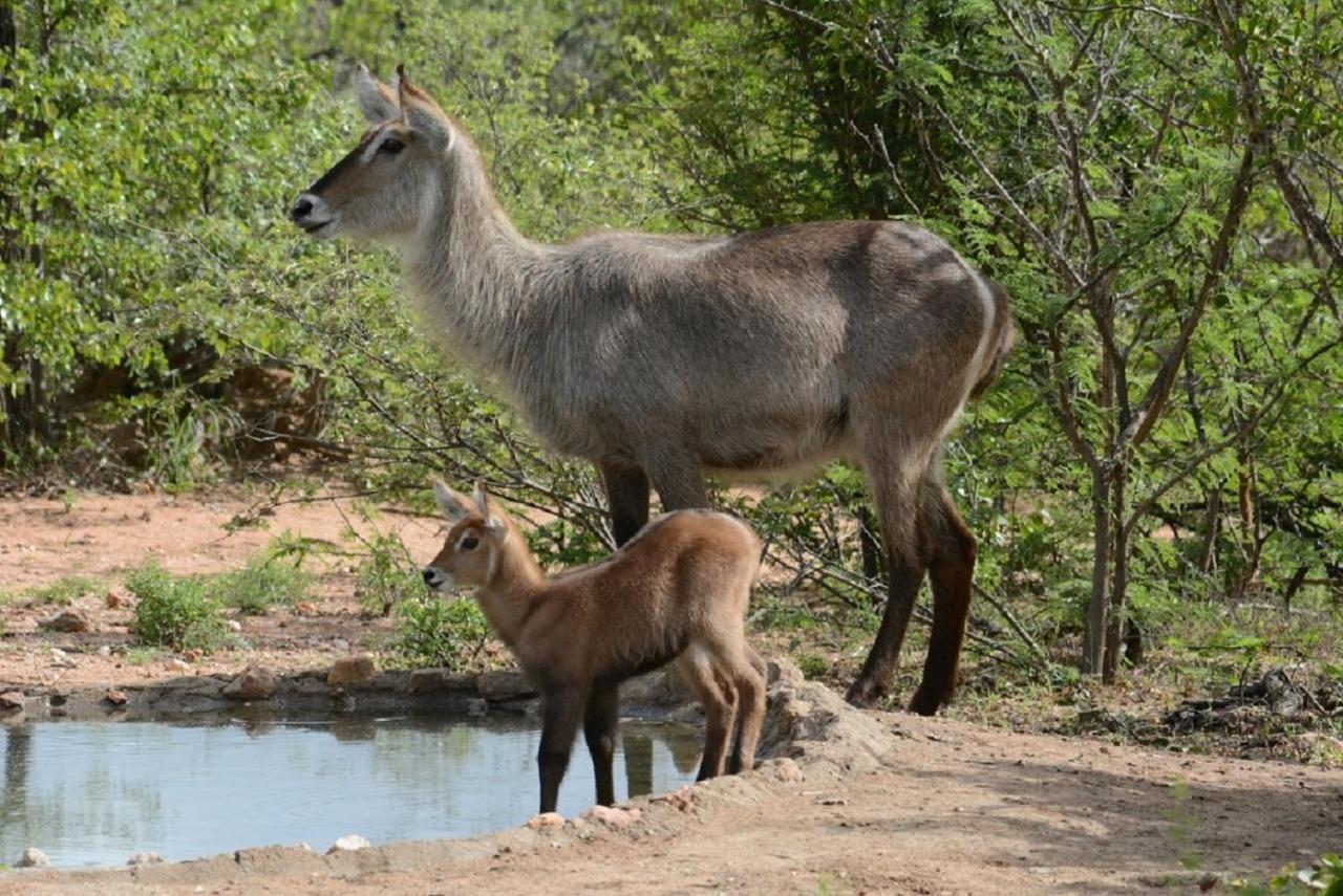 Bushvilla Umoja Kruger Phalaborwa Ngoại thất bức ảnh