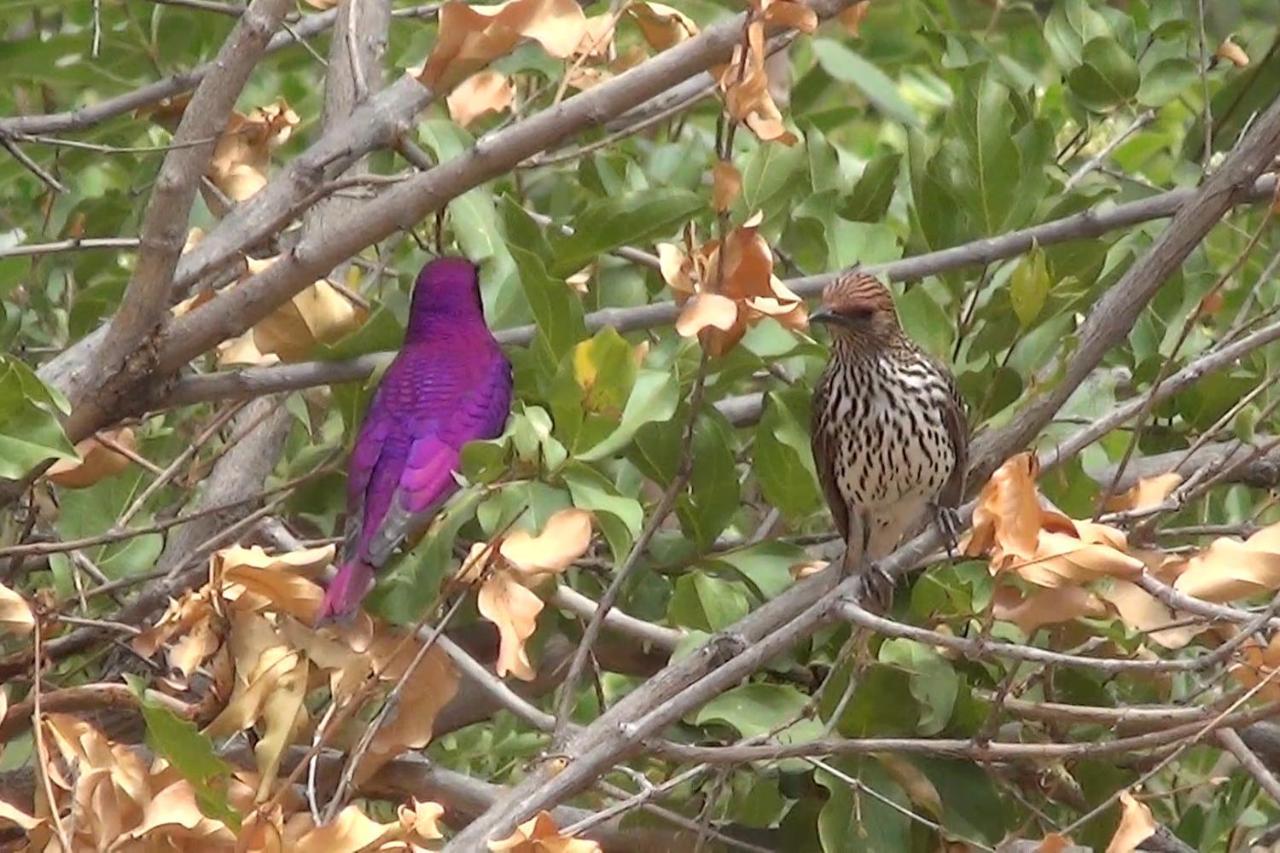 Bushvilla Umoja Kruger Phalaborwa Ngoại thất bức ảnh