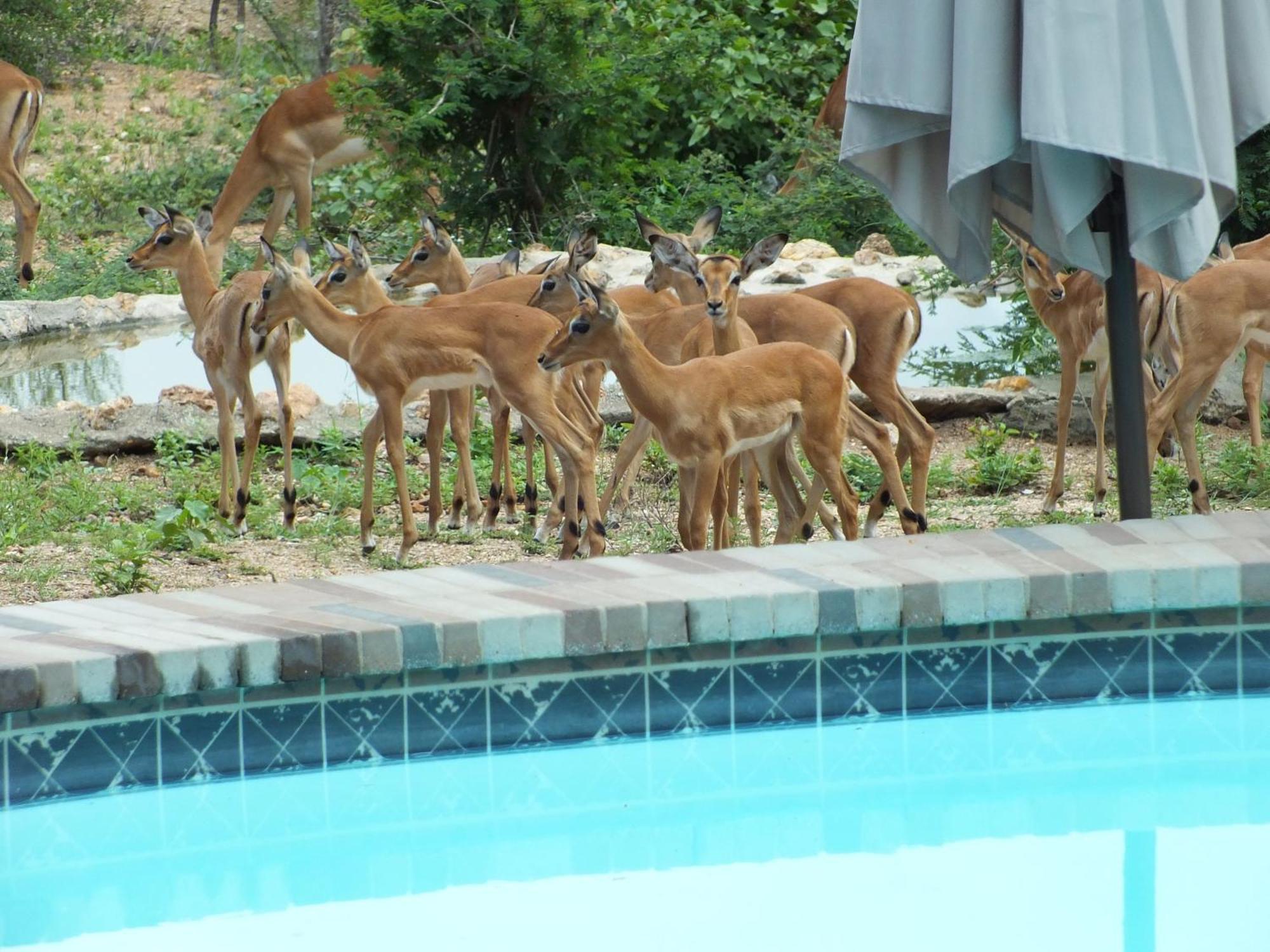 Bushvilla Umoja Kruger Phalaborwa Ngoại thất bức ảnh