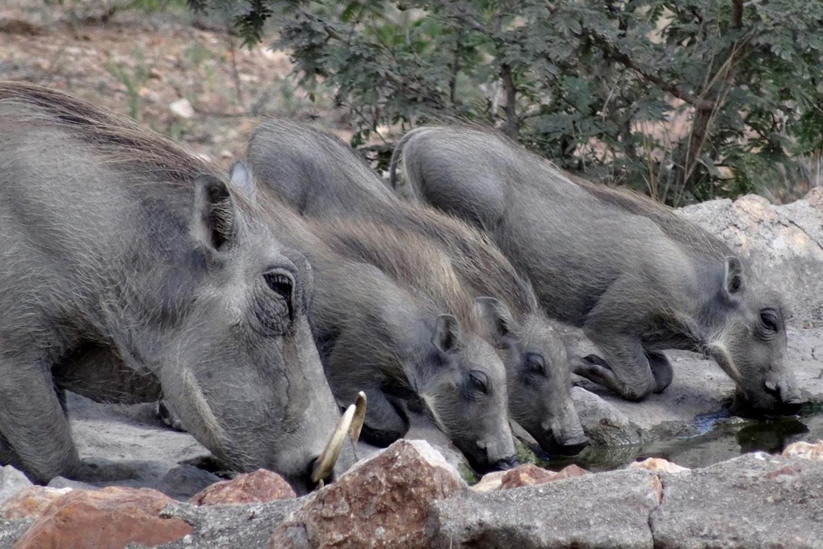 Bushvilla Umoja Kruger Phalaborwa Ngoại thất bức ảnh